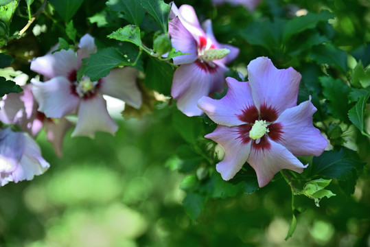 木槿花