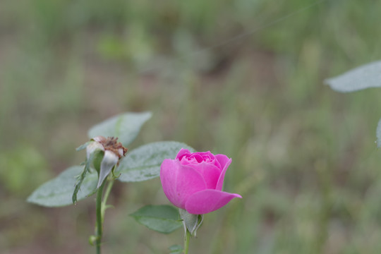 月季花