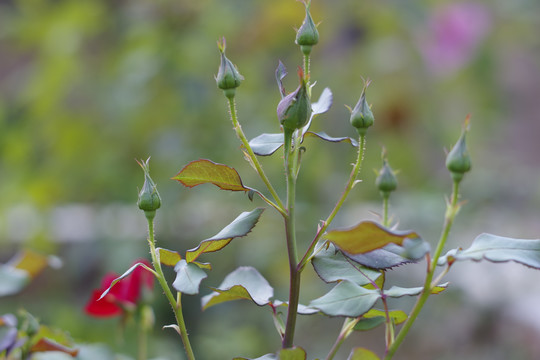 月季花