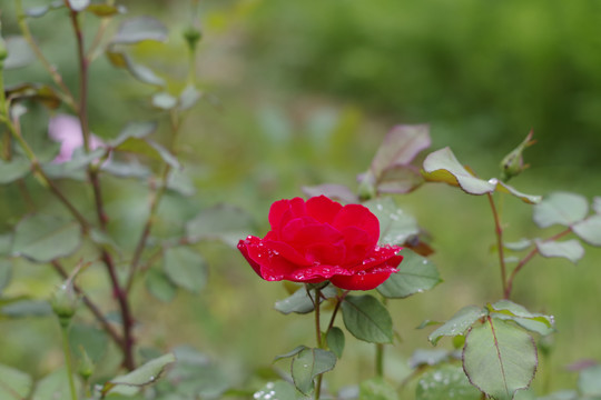 月季花