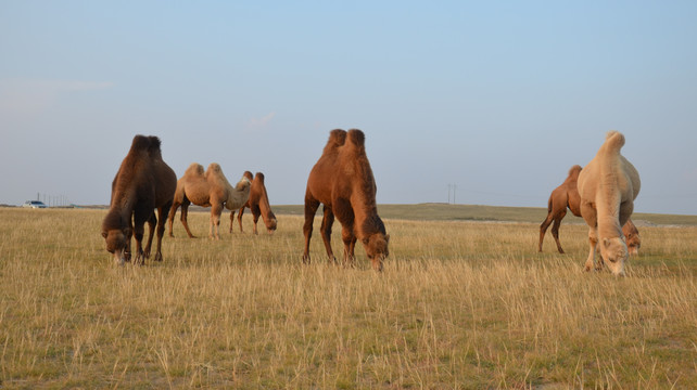 草原上的骆驼