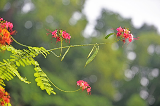 凤凰花