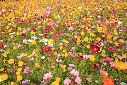 百花齐放花朵