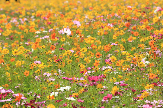 五颜六色波斯菊