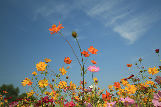 仰拍波斯菊