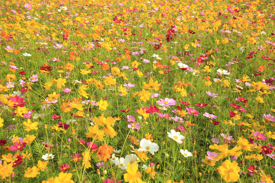 波斯菊花海