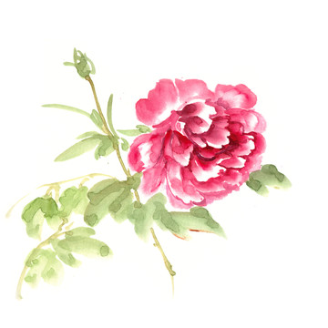 紅色的牡丹花