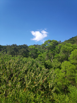 天中山树