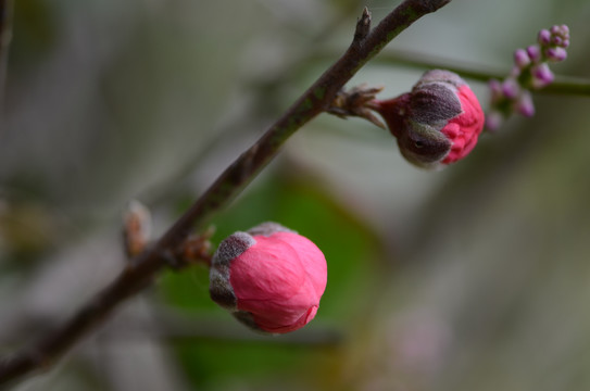 桃花花苞