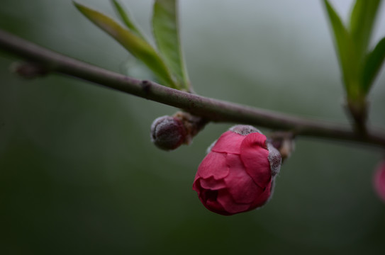 桃花花苞