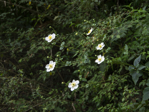 野棉花