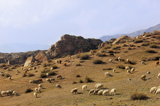 怪石峪的羊群