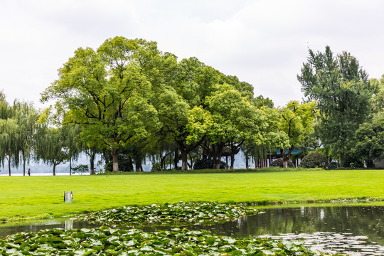 阳光大草坪