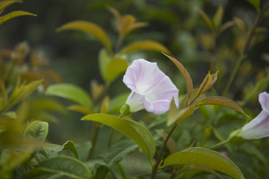 花卉