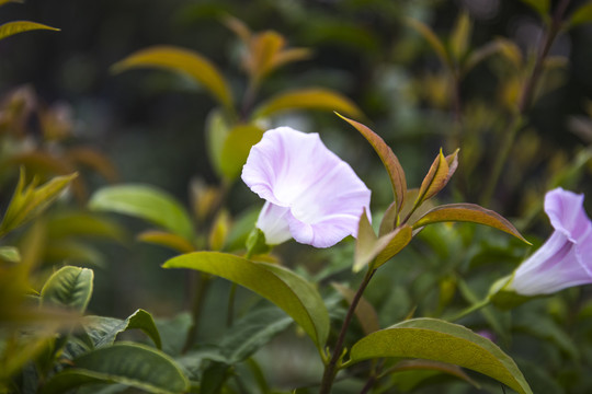 花卉