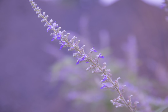 野花