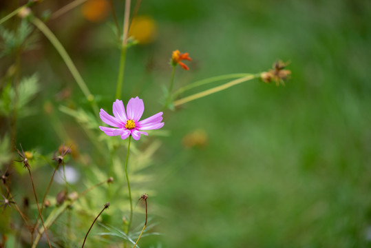 格桑花