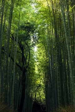 竹林小路