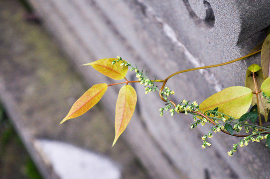 藤蔓小草