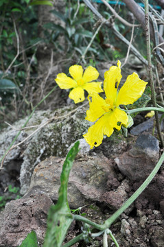 丝瓜花