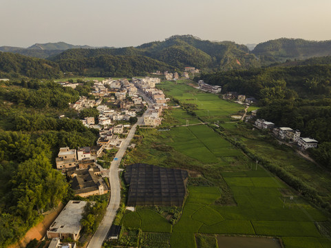 乡村稻田