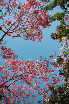 花卉素材