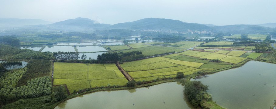 稻田全景