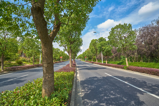 公路绿化