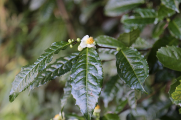 古树茶