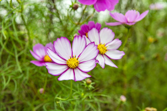 波斯菊花开