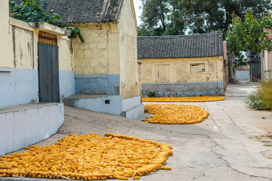 秋日农村晾晒收获后的玉米