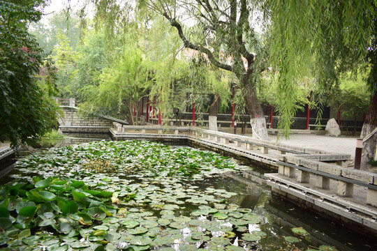 大明湖公园内部风景