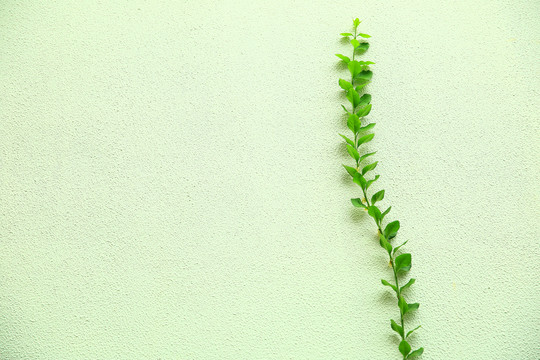 绿色植物背景装饰墙