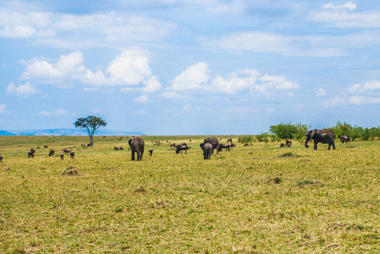 非洲草原动物世界
