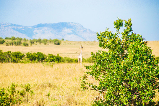 非洲草原长颈鹿