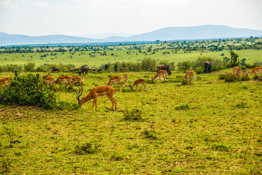 非洲大草原羚羊