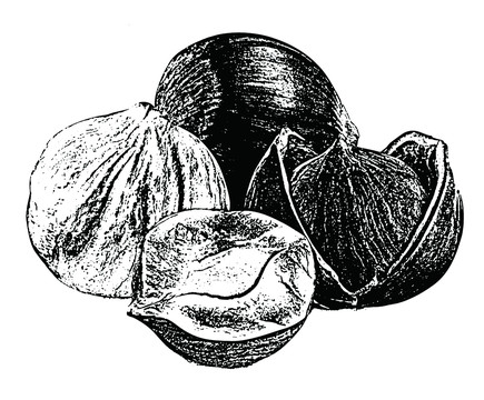 堅(jiān)果干果