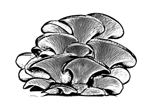 蘑菇線條