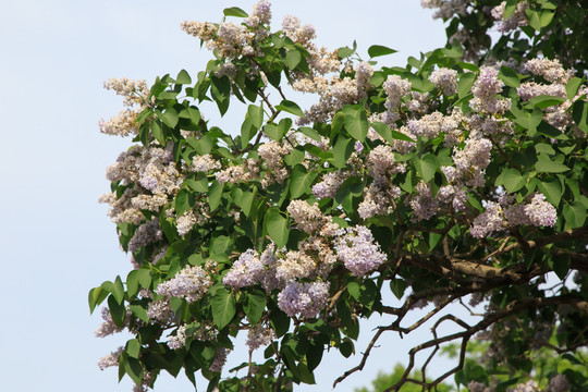 丁香花