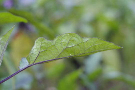 茄子