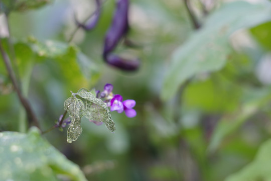 豆角花