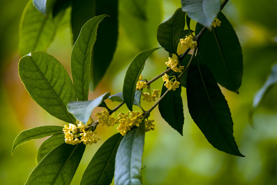 桂花