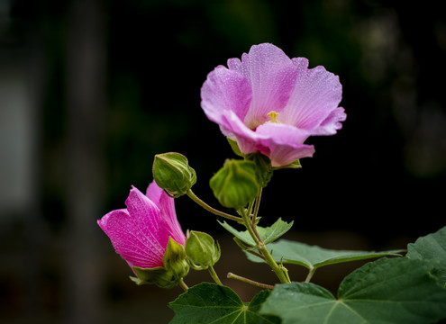 芙蓉花