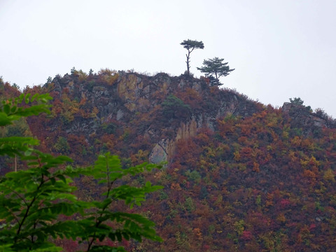 山顶青松