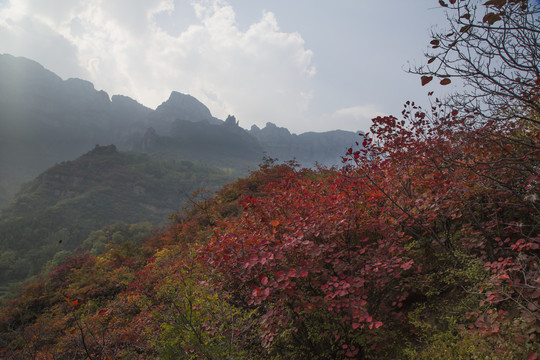 太行秋天红叶