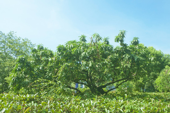 桃树绿油油