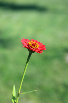 唯美百日菊