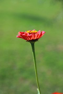 百日菊高清