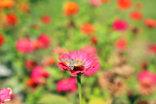 百日菊