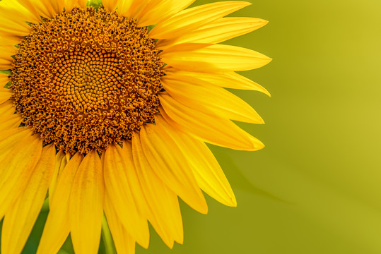 背景素材向日葵太阳花